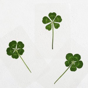 [] ȭ ټŬι ī (ݻ)